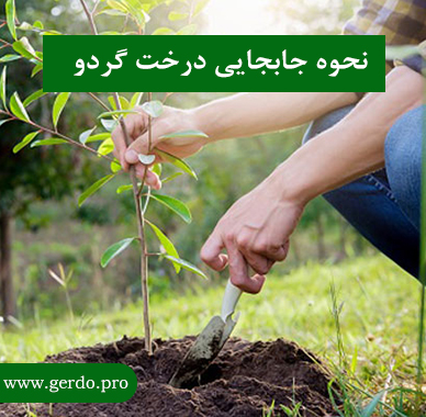 نحوه جابجایی درخت گردو