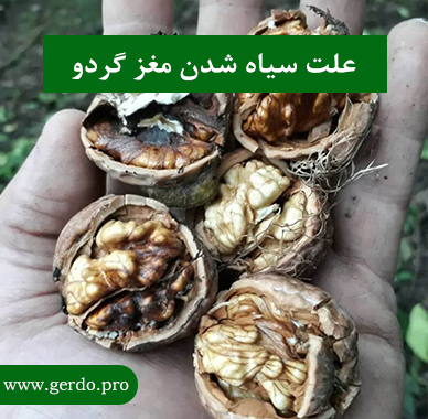 علت سیاه شدن مغز گردو