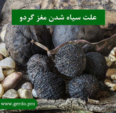 علت سیاه شدن مغز گردو