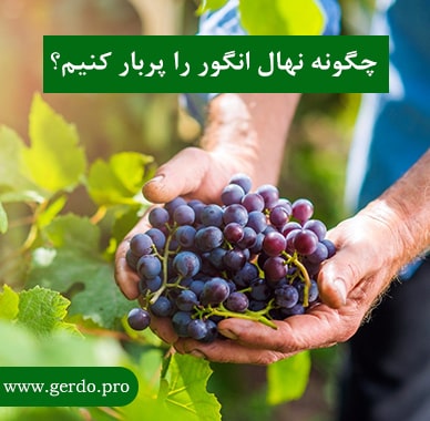 چگونه باردهی درخت انگور را افزایش بدهیم