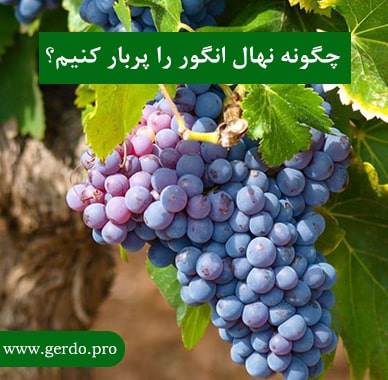 چگونه نهال انگور را پربار کنیم