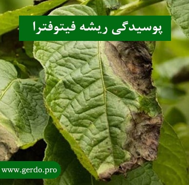 بیماری پوسیدگی ریشه و طوقه