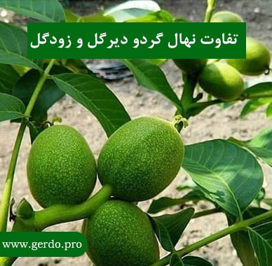 تفاوت نهال گردو دیرگل و زودگل