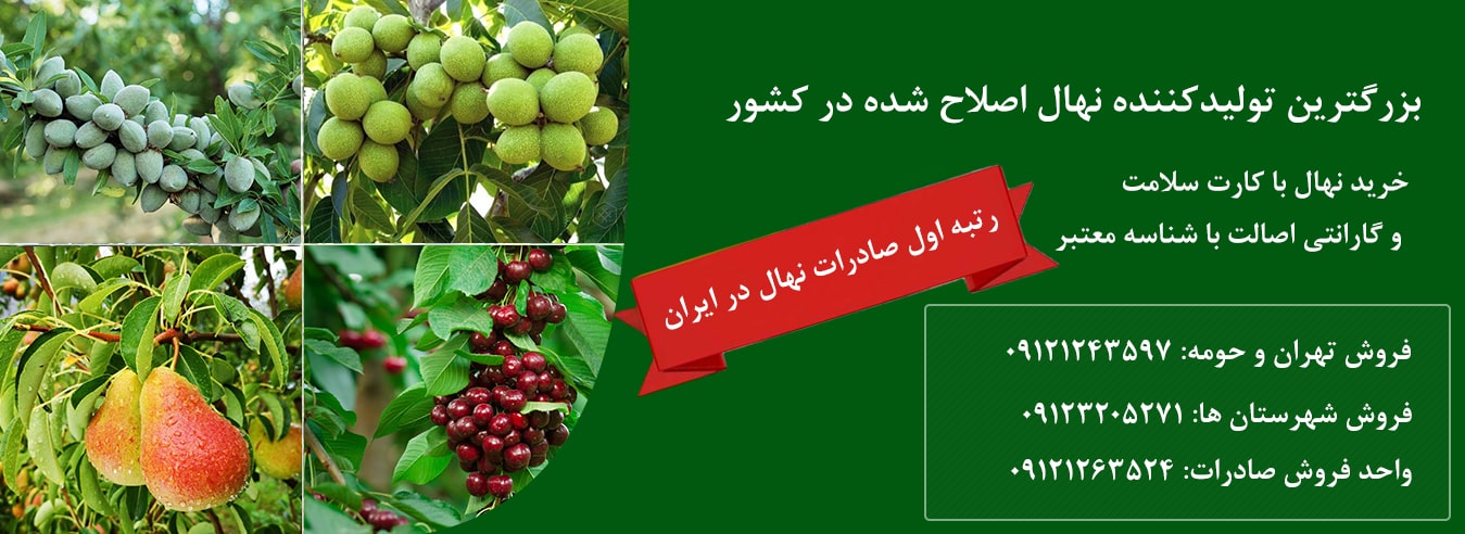 خرید نهال گردو
