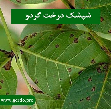 شپشک درخت گردو