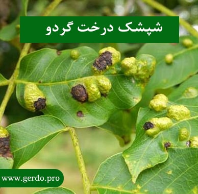 شپشک درخت گردو