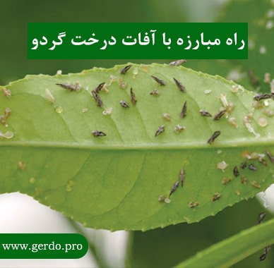 مبارزه با بیماری و آفات درخت گردو