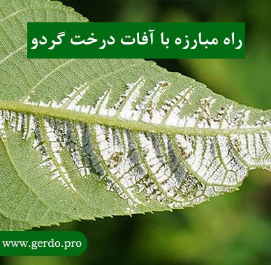 مبارزه با آفات درخت گردو
