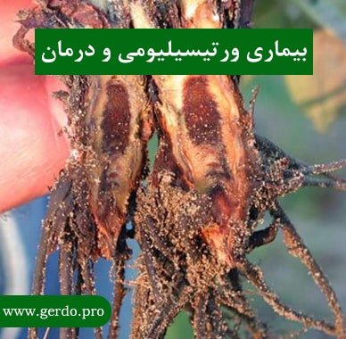 بیماری ورتیسیلیومی چیست