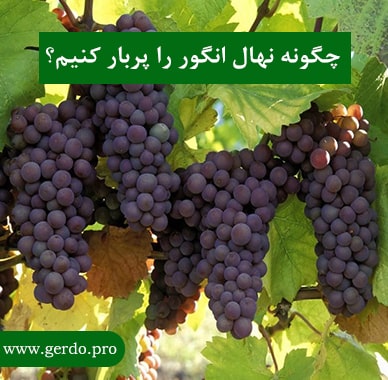 چگونه درخت انگور را پربار کنیم