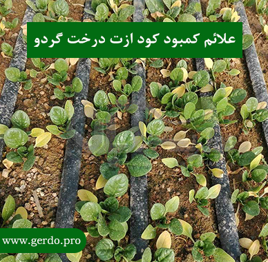 علائم کمبود کود ازت در درخت گردو