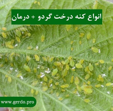 کنه زرد درخت گردو