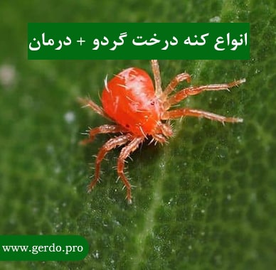 انواع کنه درخت گردو