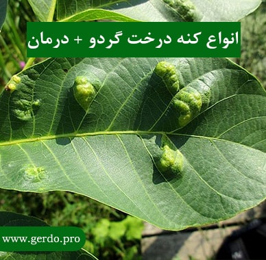 انواع کنه درخت گردو چیست