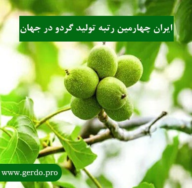 ایران بزرگترین تولیدکننده گردو در جهان
