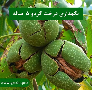 نگهداری درخت گردو 5 ساله
