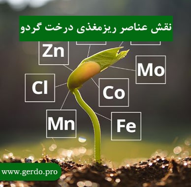 نقش عناصر ریزمغذی درخت گردو