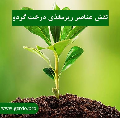 عناصر ریزمغذی درخت گردو
