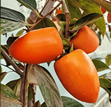 خرید نهال لاکچری