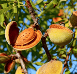 خرید نهال بادام