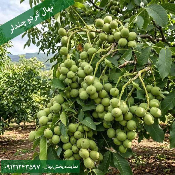 خرید نهال گردو چندلر