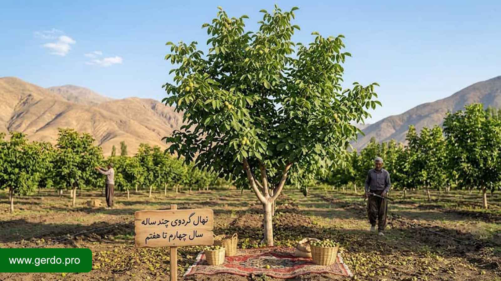 نهال گردو چند ساله