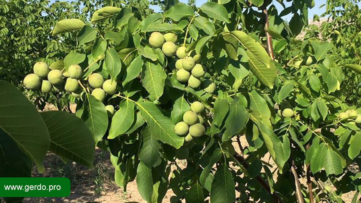 نهال گردو چندساله بخریم؟