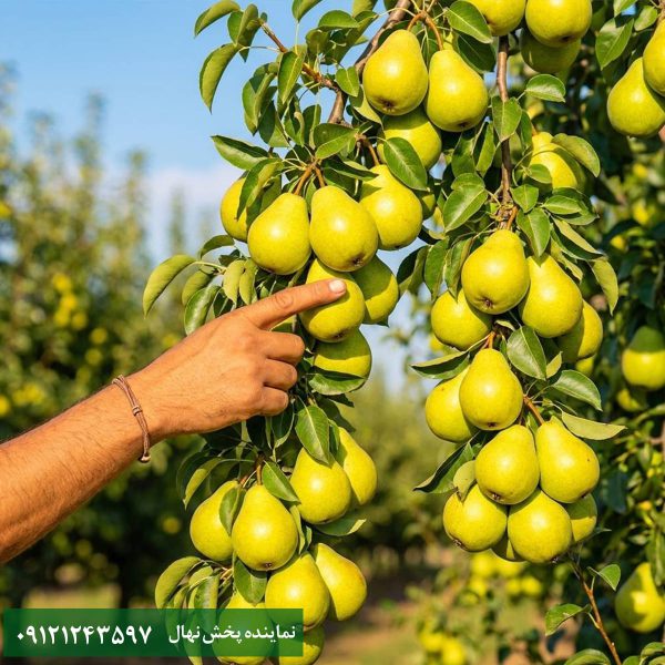 نهال گلابی بیرونی