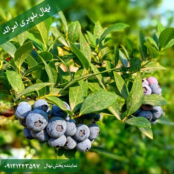 خرید نهال بلوبری امرالد
