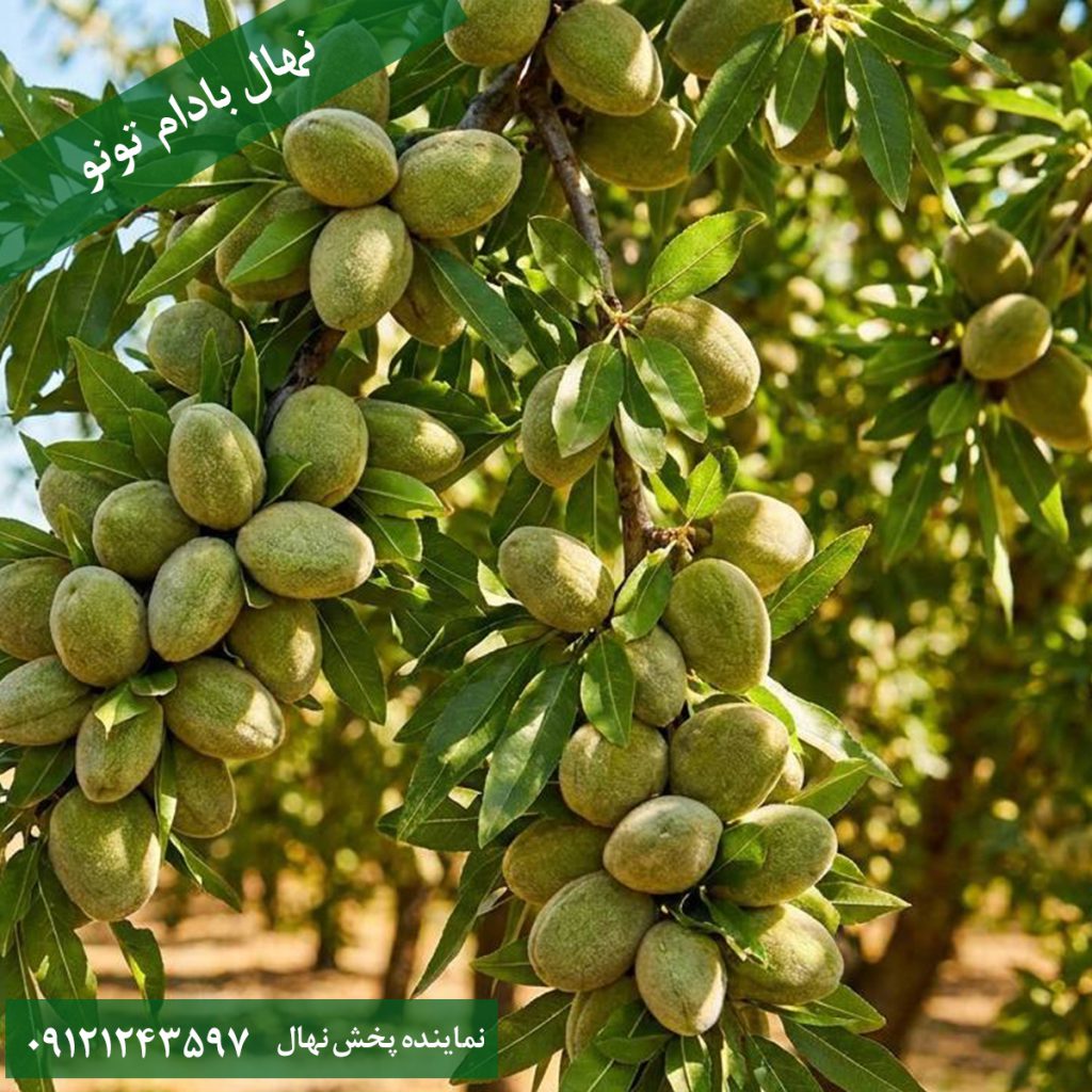 خرید نهال بادام تونو