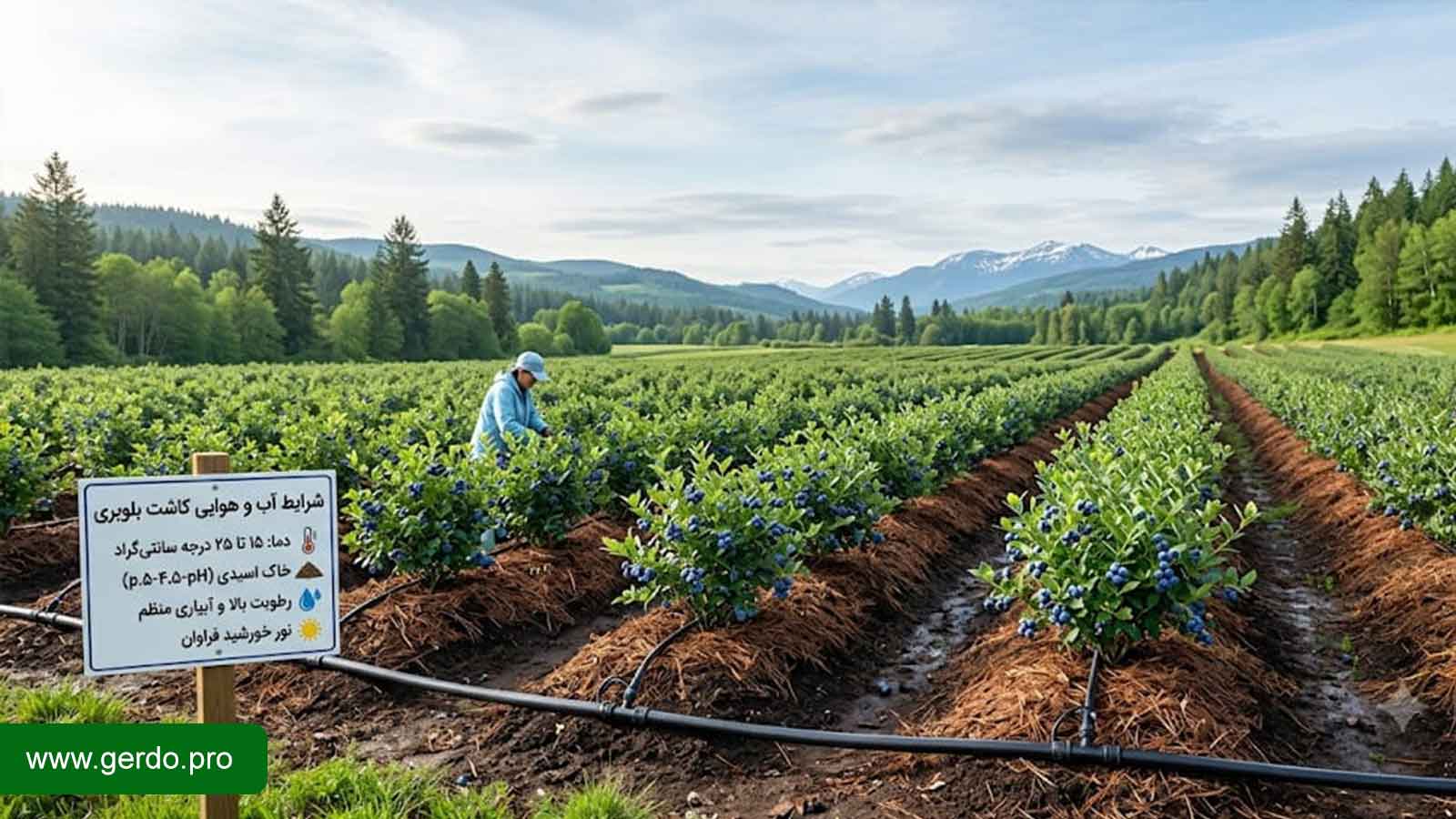 درخت بلوبری در چه آب و هوایی رشد می کند؟