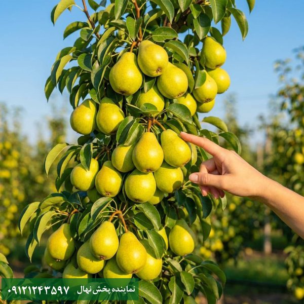 خرید نهال گلابی درگزی