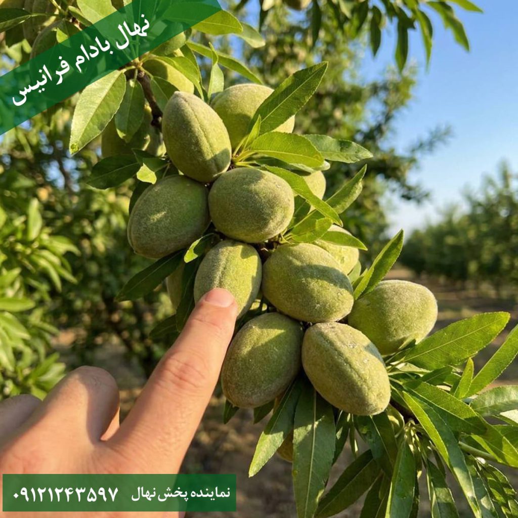 خرید نهال بادام فرانیس
