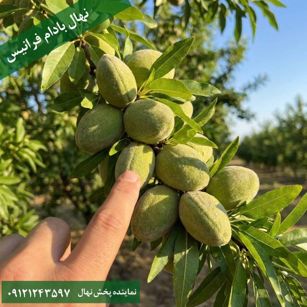 خرید نهال بادام فرانیس