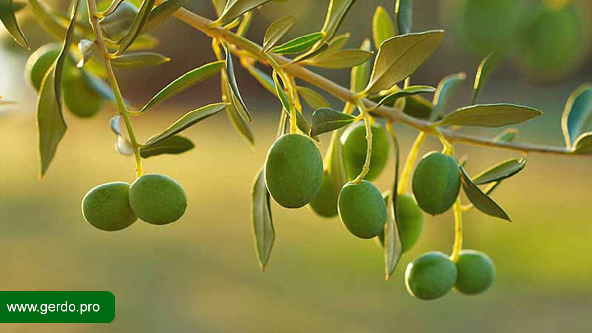 باردهی نهال زیتون از چه زمانی آغاز می شود.