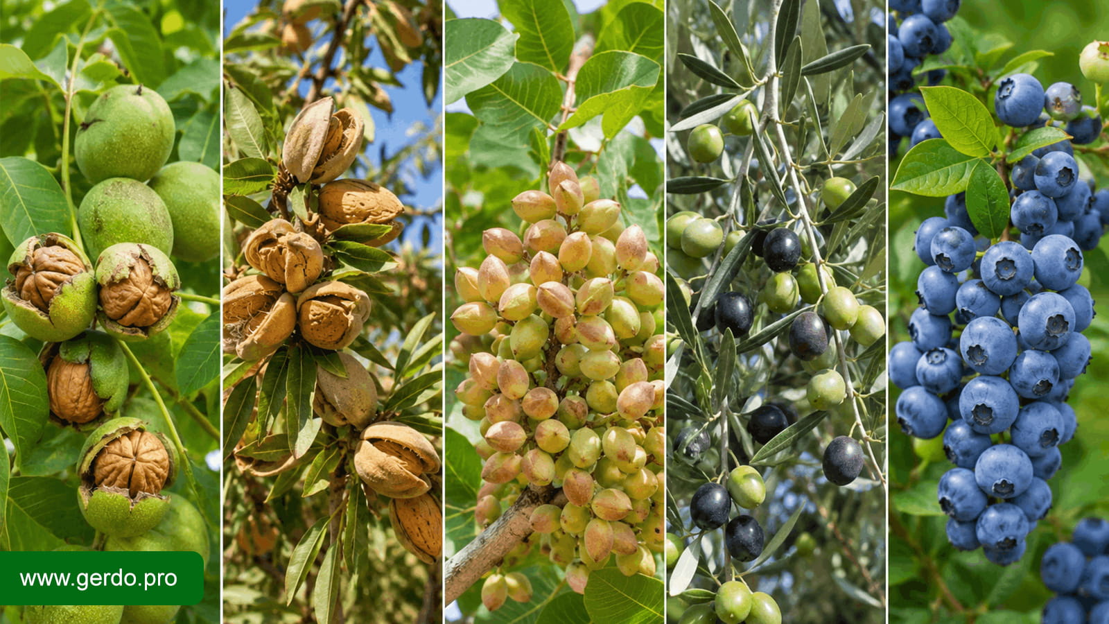 راهنمای انتخاب نهال برای احداث باغ اقتصادی