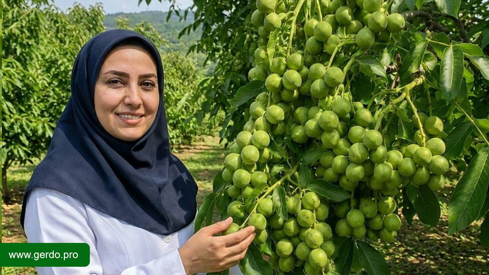 نهال گردوی سالم را چگونه تشخیص دهیم؟