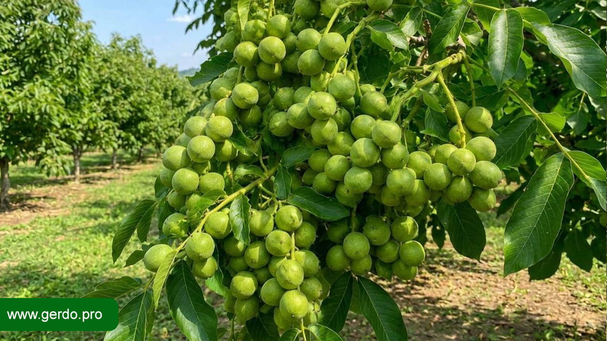 تشخیص نهال گردو سالم