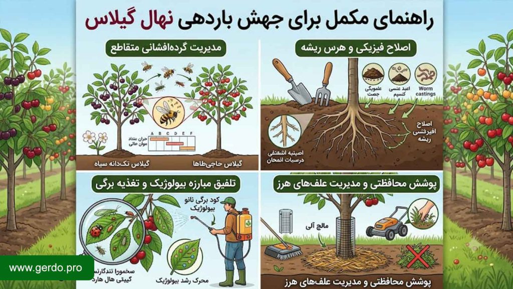 راه های افزایش باردهی درخت گیلاس
