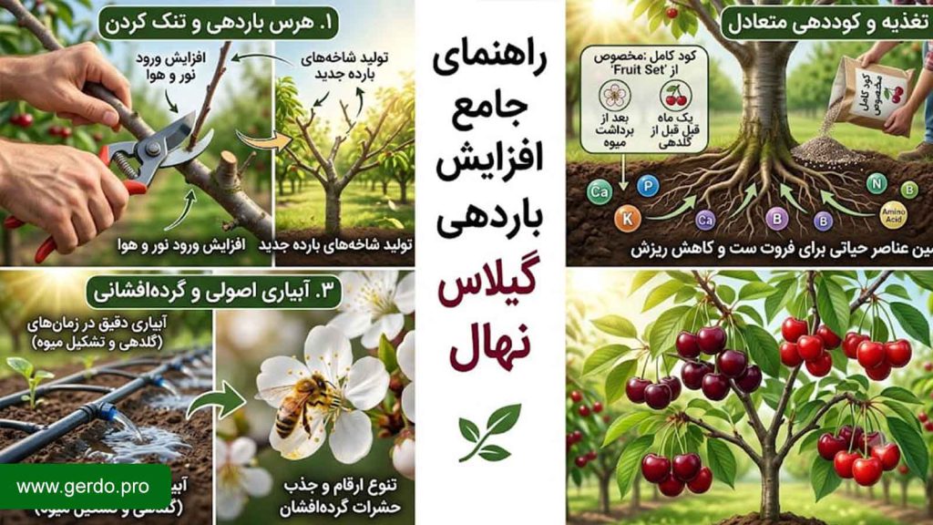 راه های افزایش باردهی نهال گیلاس