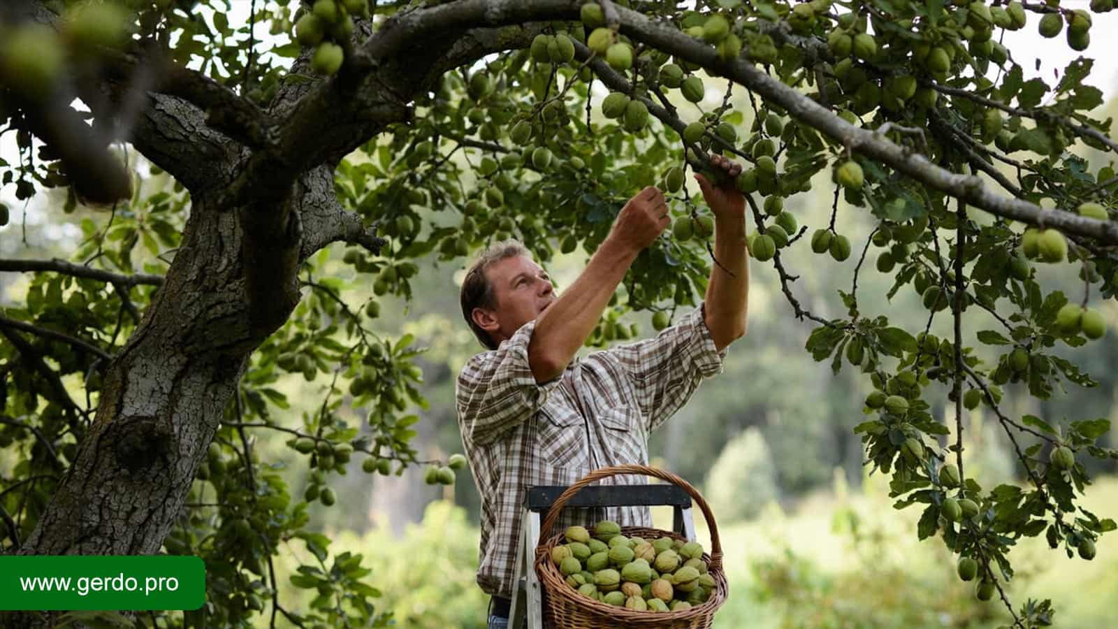 تعبیر خواب گردو