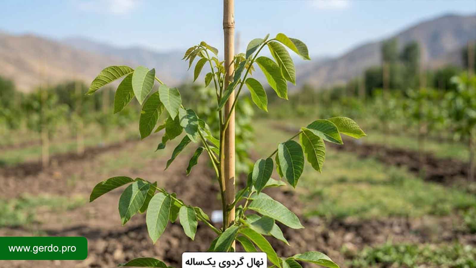 تصویر نهال گردو یکساله