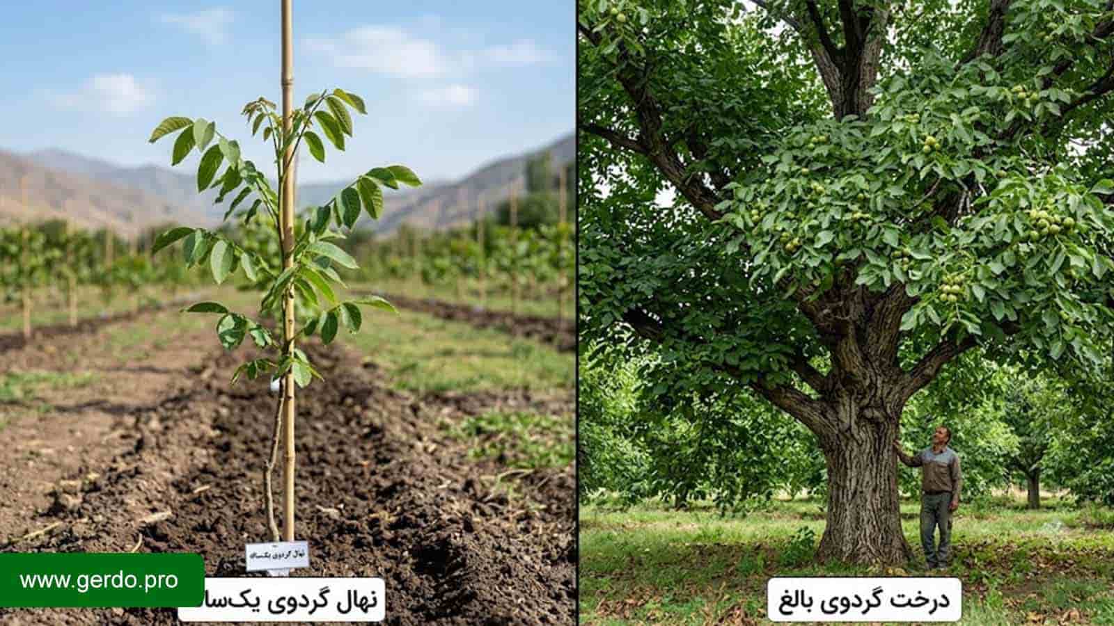 نمای مقایسه‌ای نهال گردوی یک‌ساله در کنار درخت گردوی بالغ