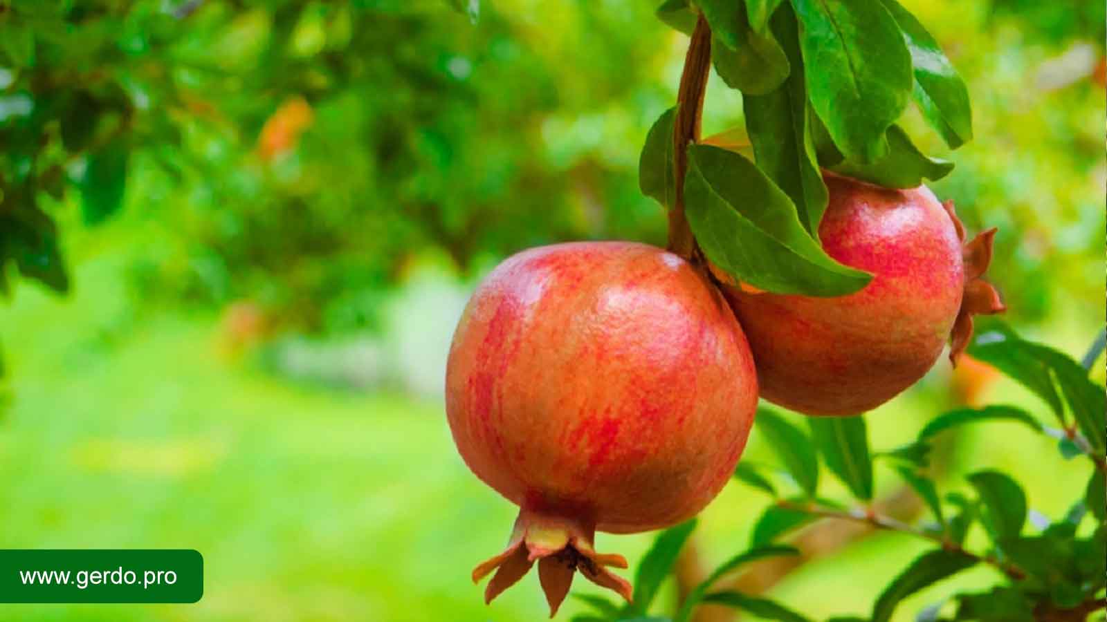آموزش کاشت درخت نهال انار