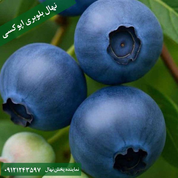 خرید نهال بلوبری اپوکسی