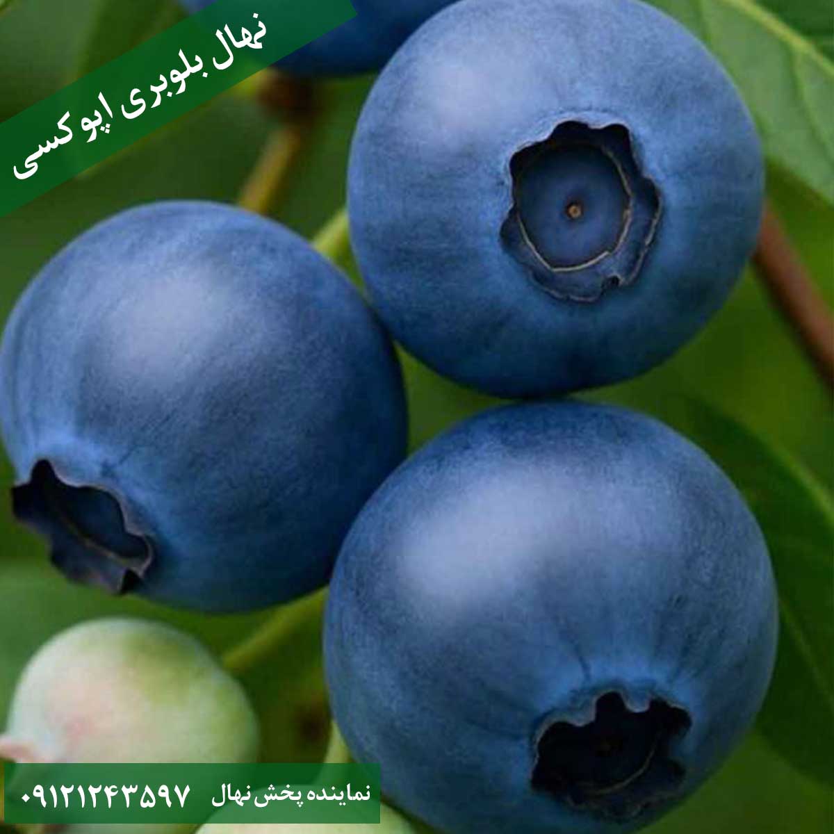 قیمت نهال بلوبری اپوکسی خرید نهال بلوبری اپوکسی