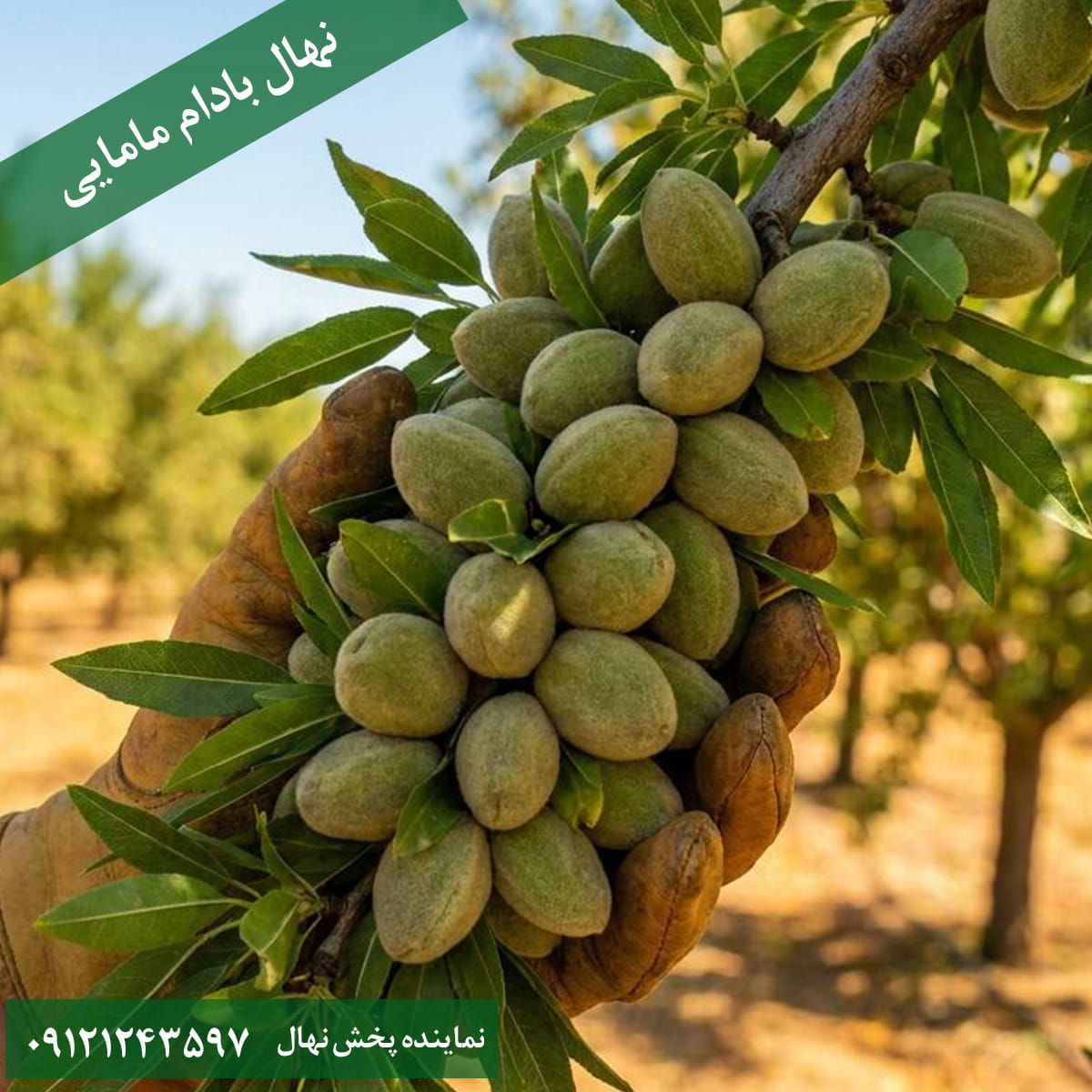 نهال بادام مامایی خرید نهال بادام مامایی