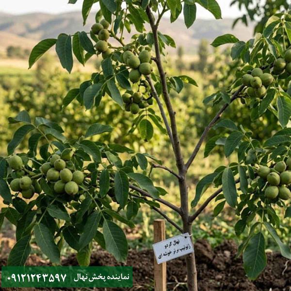 خرید نهال گردو ژنوتیپ برتر