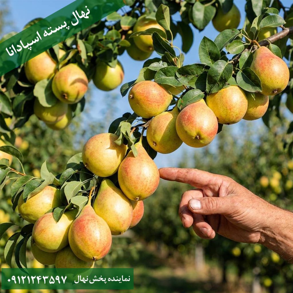خرید نهال گلابی اسپادانا