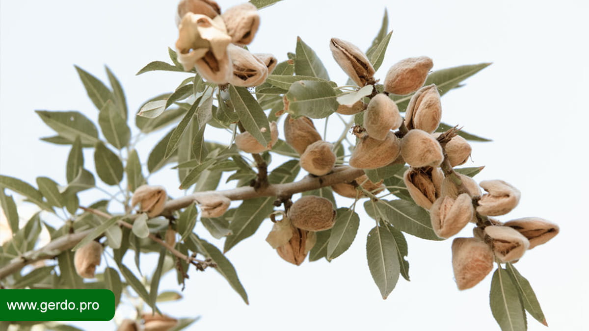 علت خشک شدن نهال بادام چیست